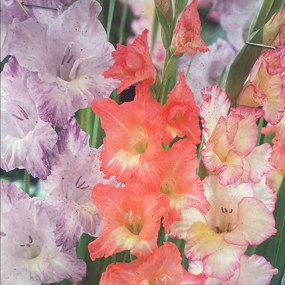 5 - Vibrant Gladiolus Flower Bulbs- Corms - Picture 1 of 1